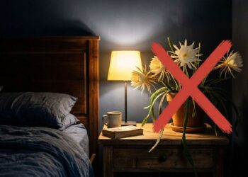 Não coloque vasos desta planta de floração noturna ao lado da sua cama: essa é a maneira correta de organizar a decoração do quarto para proteger sua saúde respiratória durante o sono
