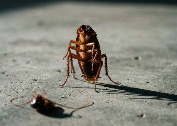 Sem cabeça e viva por 7 dias: o que a biologia explica sobre o corpo da barata