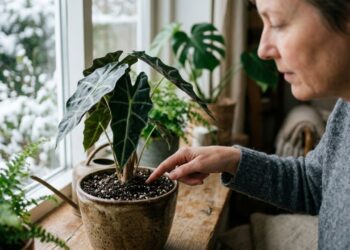 Plantas em vasos durante o inverno: para que serve o descanso sazonal e por que você deve fazer isso para evitar o apodrecimento das raízes