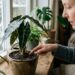 Plantas em vasos durante o inverno: para que serve o descanso sazonal e por que você deve fazer isso para evitar o apodrecimento das raízes