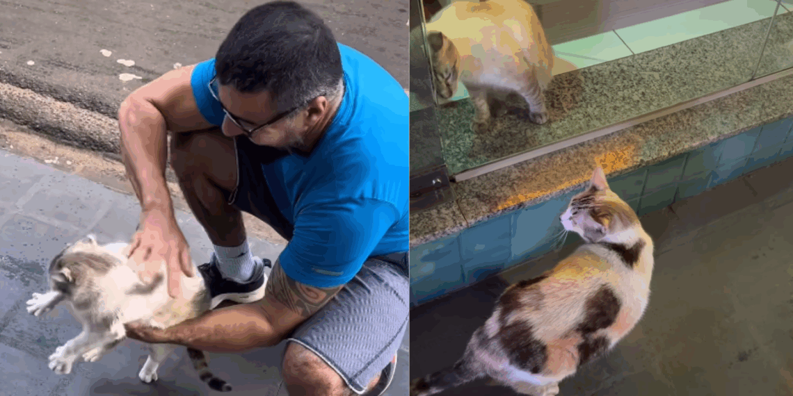 Entenda por que os gatos que recepcionam o chefe na vitrine criaram esse hábito fofo