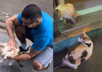 Entenda por que os gatos que recepcionam o chefe na vitrine criaram esse hábito fofo