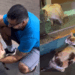 Entenda por que os gatos que recepcionam o chefe na vitrine criaram esse hábito fofo