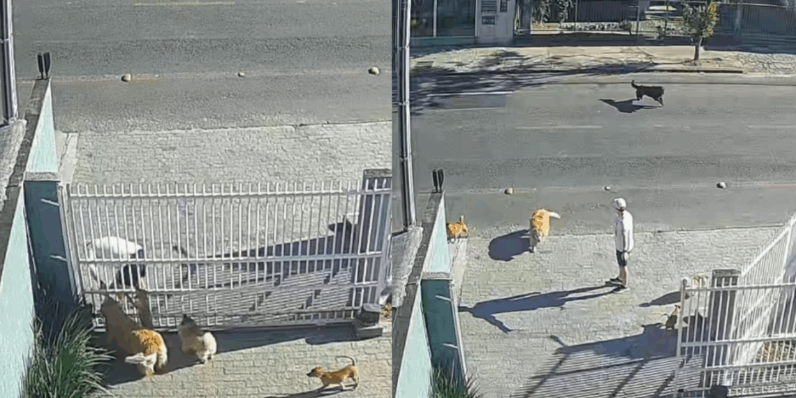 “Foi um caótico pega e devolve”: cães arrancam portão e transformam saída tranquila em fuga coletiva em SC