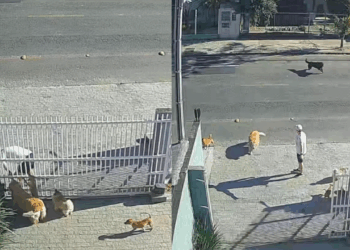“Foi um caótico pega e devolve”: cães arrancam portão e transformam saída tranquila em fuga coletiva em SC