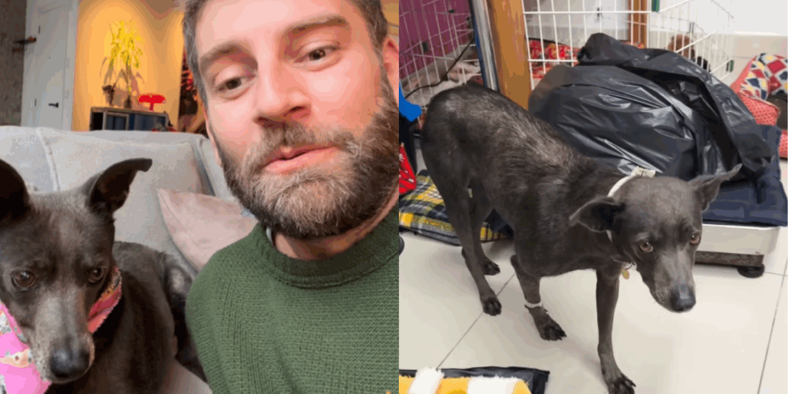 “Parece um ser humano”: vira-lata resgatada no RS conquista avô que só queria cães de raça