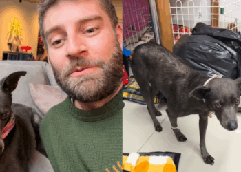 “Parece um ser humano”: vira-lata resgatada no RS conquista avô que só queria cães de raça