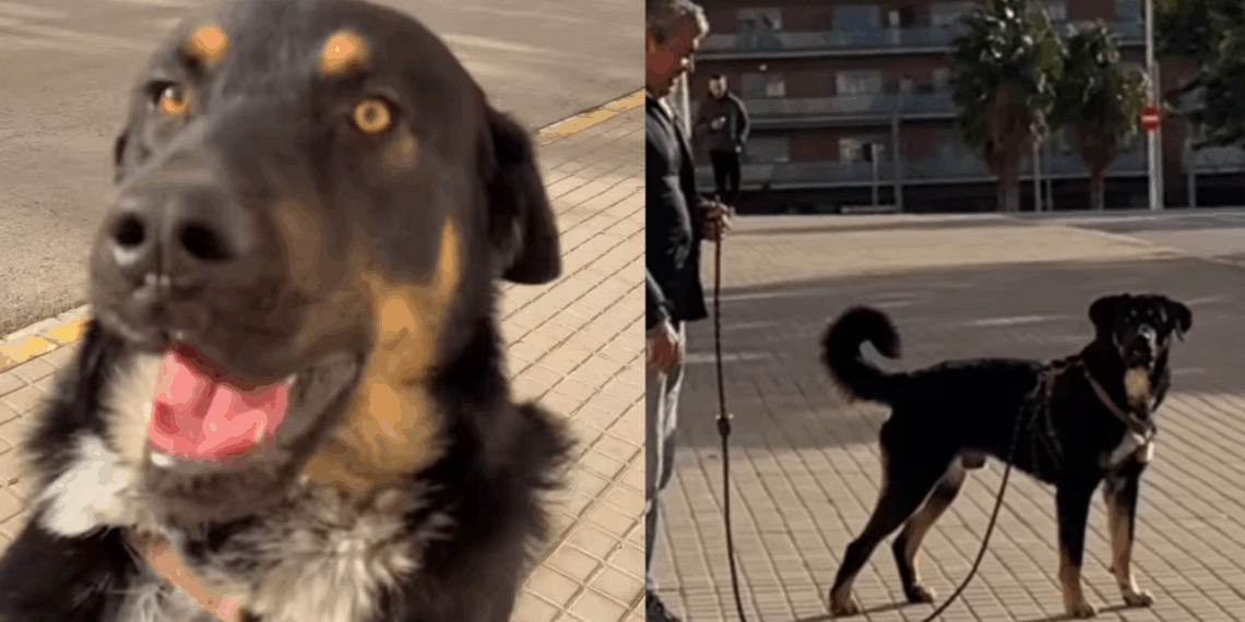 "Vou te dar a melhor vida possível": Mulher faz uma única promessa ao ver cão que ninguém queria