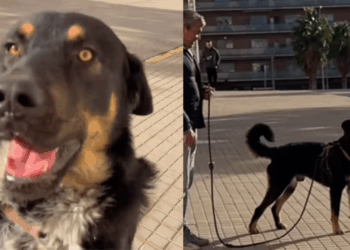 "Vou te dar a melhor vida possível": Mulher faz uma única promessa ao ver cão que ninguém queria