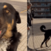 "Vou te dar a melhor vida possível": Mulher faz uma única promessa ao ver cão que ninguém queria