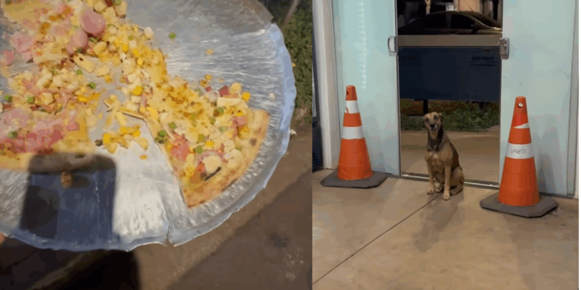 "Ele não latiu, apenas esperou": Cão caramelo emociona comerciante ao aguardar na porta de pizzaria