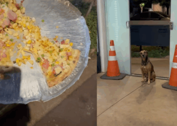 "Ele não latiu, apenas esperou": Cão caramelo emociona comerciante ao aguardar na porta de pizzaria