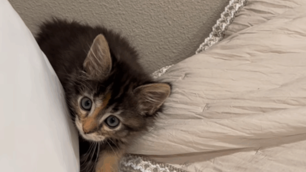 Gato Maine Coon ou "Temucoon"? Entenda a história da gata Miso que viralizou na web