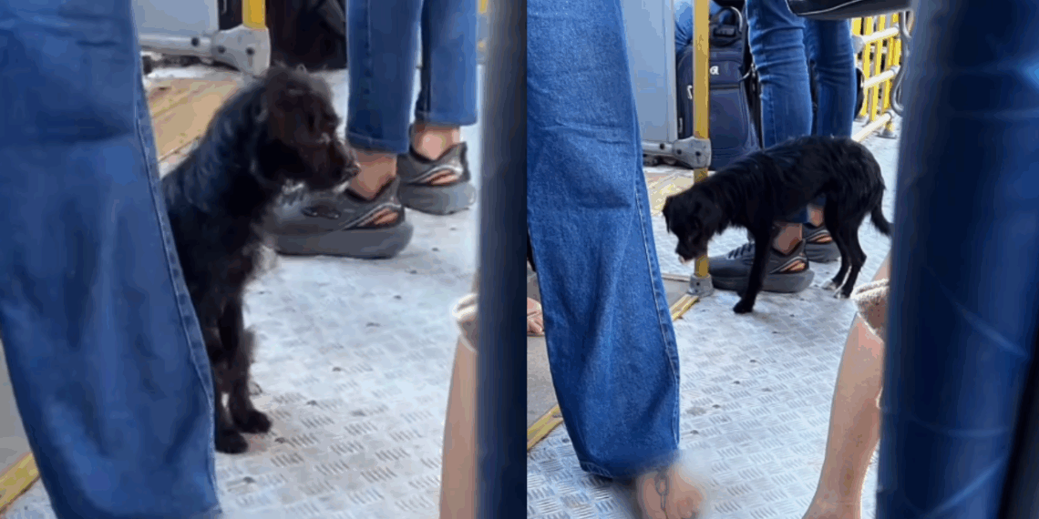 A saga de superação da cachorrinha chutada de ônibus que correu 18 km e mobilizou a web