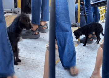 A saga de superação da cachorrinha chutada de ônibus que correu 18 km e mobilizou a web