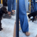 A saga de superação da cachorrinha chutada de ônibus que correu 18 km e mobilizou a web