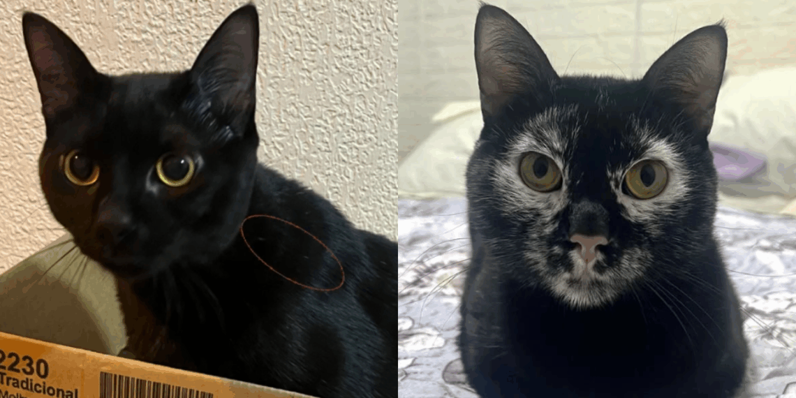 Ela adotou o gato preto dos sonhos, mas uma condição rara mudou completamente a cor dele
