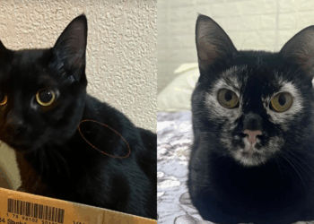 Ela adotou o gato preto dos sonhos, mas uma condição rara mudou completamente a cor dele