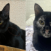 Ela adotou o gato preto dos sonhos, mas uma condição rara mudou completamente a cor dele