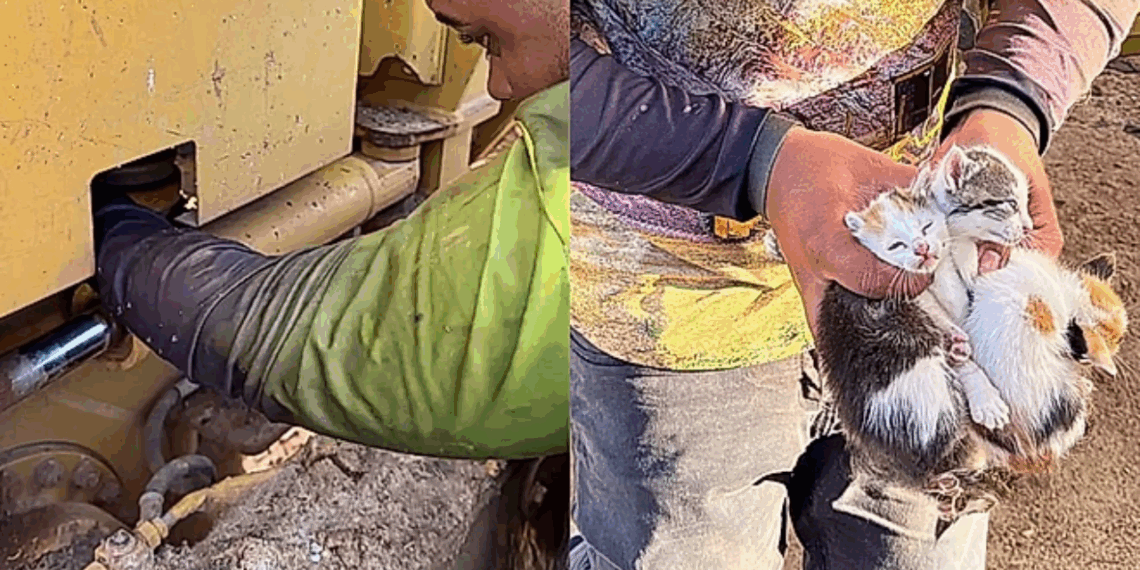Operador ouve barulho estranho em máquina e resgata cinco filhotinhos com os rostos mais fofos