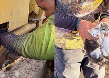 Operador ouve barulho estranho em máquina e resgata cinco filhotinhos com os rostos mais fofos