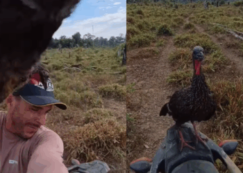 'Fiscal da garupa': jacu territorialista persegue produtor rural e cão em cima de motocicleta