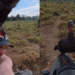 'Fiscal da garupa': jacu territorialista persegue produtor rural e cão em cima de motocicleta