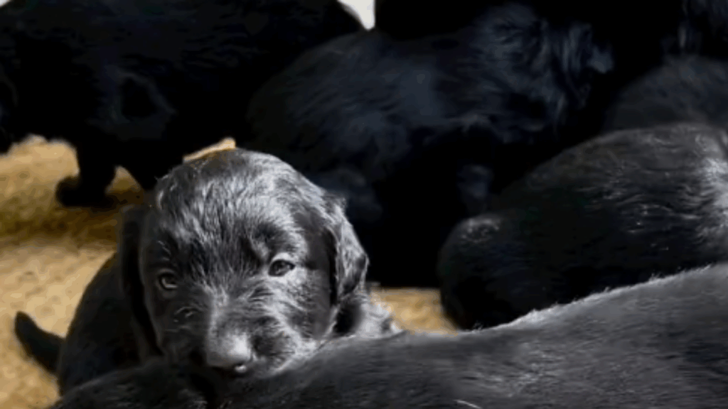 Mistura de golden com border collie gera filhotes inesperados e viraliza na web