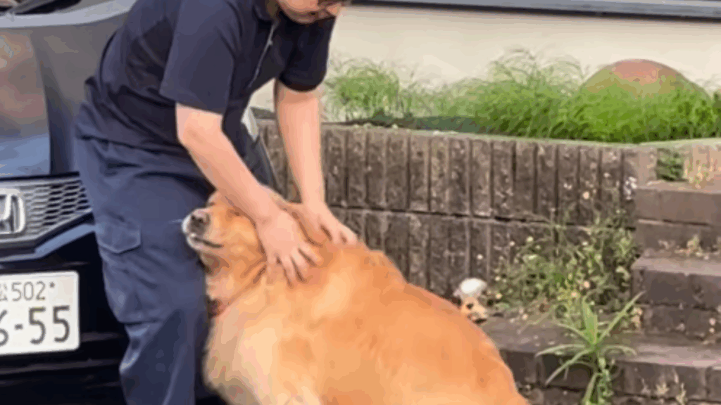 "Sophie e Jun": Golden se muda para o Japão sem saber que, do outro lado da rua, encontraria seu humano favorito