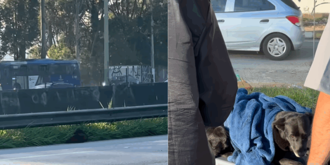 A pausa que salvou uma vida: Como um encontro casual na Anchieta salvou um cão ferido