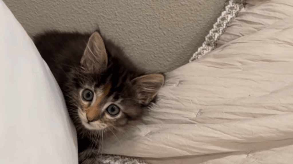 A história de felino mais engraçada do Brasil para entender o fenômeno do Temucoon