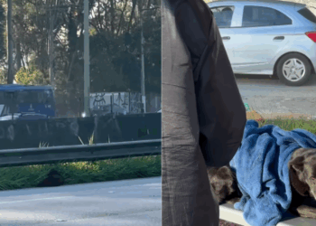 A pausa que salvou uma vida: Como um encontro casual na Anchieta salvou um cão ferido