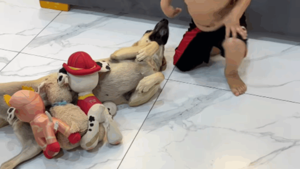 “Gestação forçada”: cachorrinha castrada vira mãe de "ninhada" de pelúcias de menino de 2 anos e viraliza