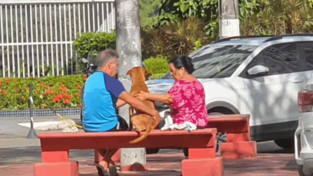 “Ela se emocionou de longe”: vira-lata caramelo que espera adoção ganha banho e carinho de casal
