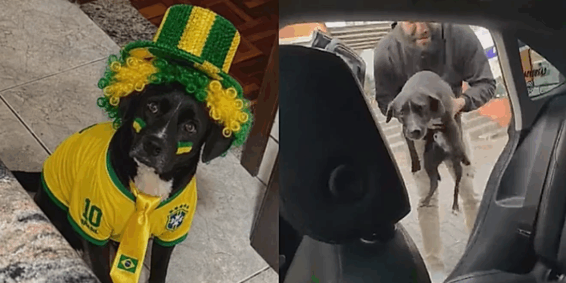 "Tem que ver se ele quer ser resgatado": cão foge em dia de jogo do Brasil e tutor o encontra em bar no meio da torcida