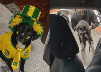 "Tem que ver se ele quer ser resgatado": cão foge em dia de jogo do Brasil e tutor o encontra em bar no meio da torcida