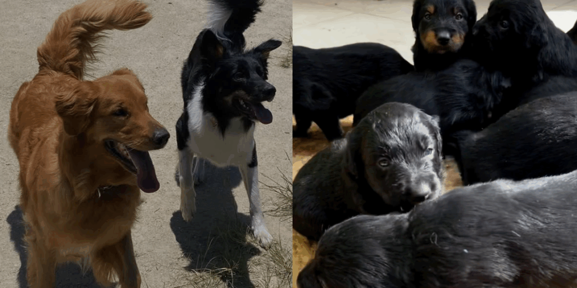 Mistura de golden com border collie gera filhotes inesperados e viraliza na web