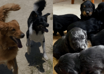 Mistura de golden com border collie gera filhotes inesperados e viraliza na web