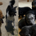 Mistura de golden com border collie gera filhotes inesperados e viraliza na web