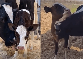 Separada de 11 filhotes, vaca idosa adota bezerrinha órfã e produz leite por amor