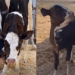 Separada de 11 filhotes, vaca idosa adota bezerrinha órfã e produz leite por amor