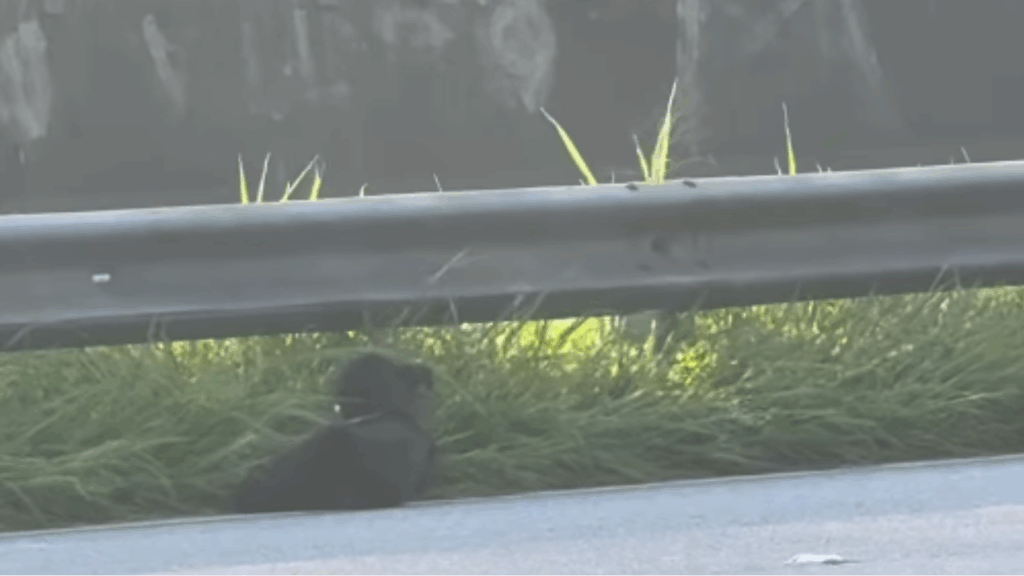 A pausa que salvou uma vida: Como um encontro casual na Anchieta salvou um cão ferido
