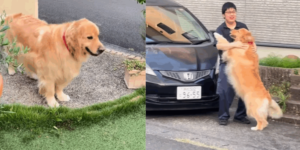 "Sophie e Jun": Golden se muda para o Japão sem saber que, do outro lado da rua, encontraria seu humano favorito