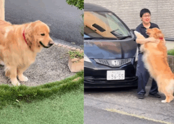 "Sophie e Jun": Golden se muda para o Japão sem saber que, do outro lado da rua, encontraria seu humano favorito