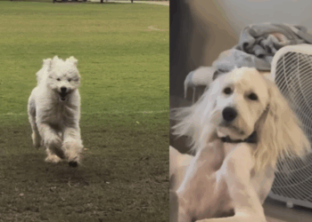 "Confia em mim": Cão com pelos encaracolados vai ao pet shop e volta parecendo um 'idoso' após tosa necessária