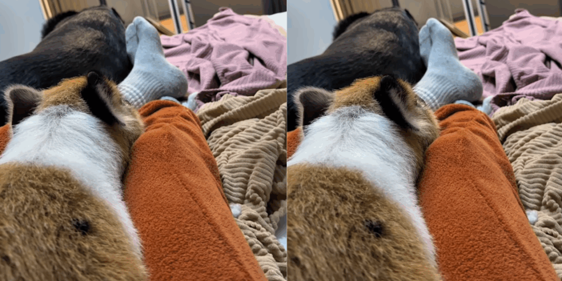 "Que isso, Pedro?": Porquinho criado com cachorros "late" e deixa irmãos caninos sem reação