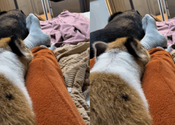 "Que isso, Pedro?": Porquinho criado com cachorros "late" e deixa irmãos caninos sem reação
