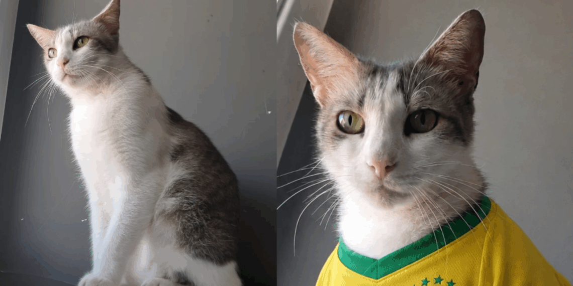 "Só falta uma família": Gatinho com jeito de cachorro conquista protetoras e espera por adoção há meses