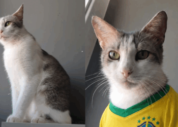 "Só falta uma família": Gatinho com jeito de cachorro conquista protetoras e espera por adoção há meses