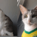 "Só falta uma família": Gatinho com jeito de cachorro conquista protetoras e espera por adoção há meses